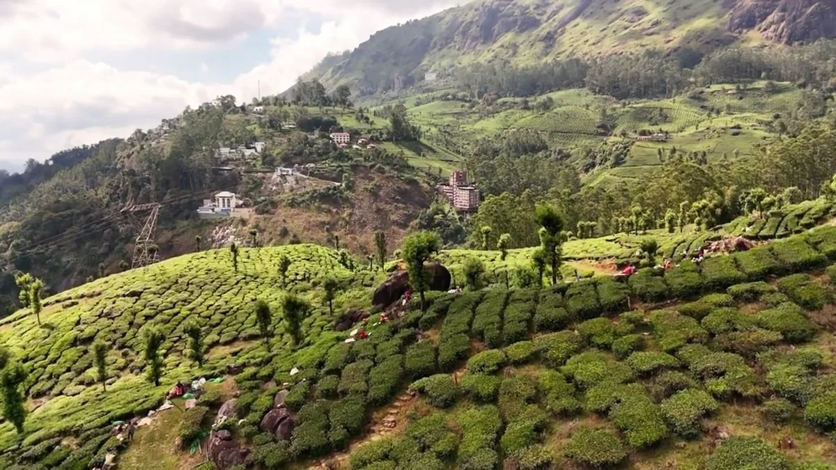 Tea plantations on the hills of Munnar, India